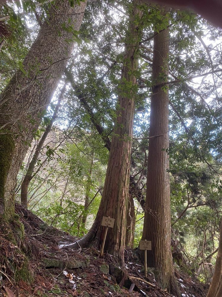 あるふぃすたさんが投稿した天上山に関する口コミの画像