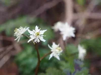 開花亭（かいかてい）