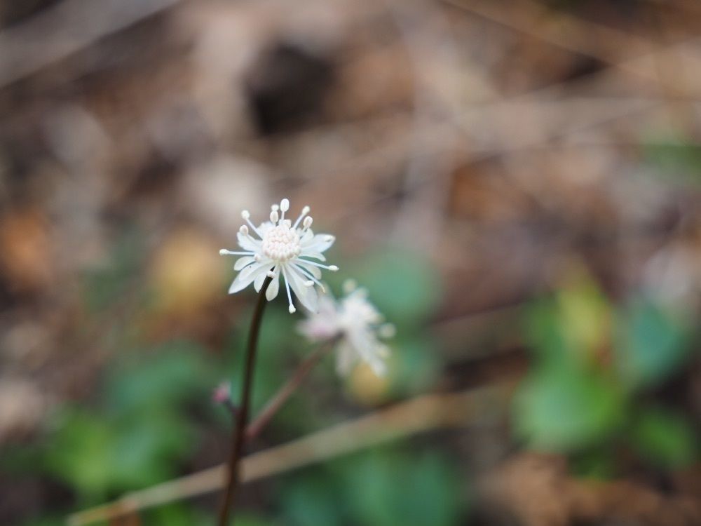 Howl Monさんが投稿した開花亭（かいかてい）に関する口コミの画像
