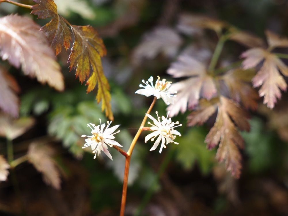 Howl Monさんが投稿した開花亭（かいかてい）に関する口コミの画像