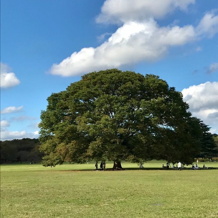 MICHIさんが投稿した国営昭和記念公園に関する口コミの画像