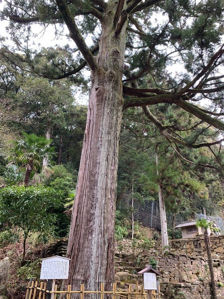 九尾の狐さんが投稿した天恩寺に関する口コミの画像