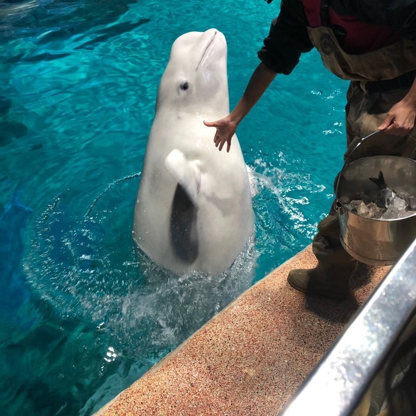 #おでかけ #名古屋 #名古屋港水族館 #シロイルカ #ベルーガ