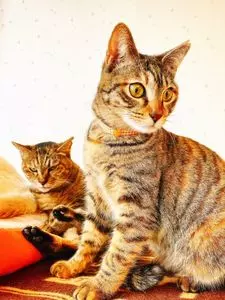 保護猫シェルター「おうちにおいで。」