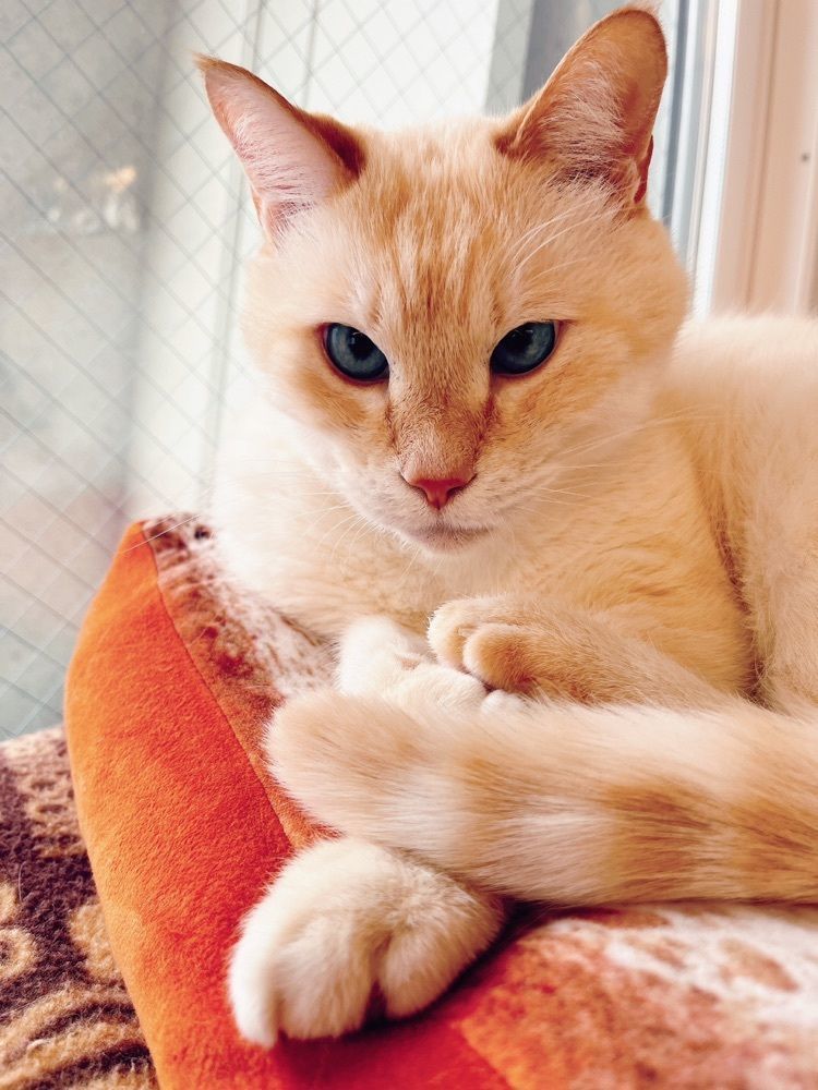 猫なぎ。さんが投稿した保護猫シェルター「おうちにおいで。」に関する口コミの画像