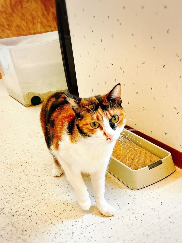 猫なぎ。さんが投稿した保護猫シェルター「おうちにおいで。」に関する口コミの画像