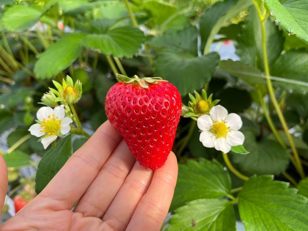 エリーチカさんが投稿したたにい農園に関する口コミの画像