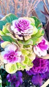 花と音楽の館かわさと「花久の里」