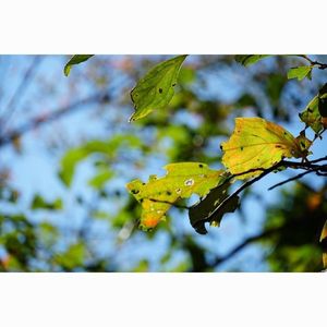 枚岡公園 7枚目