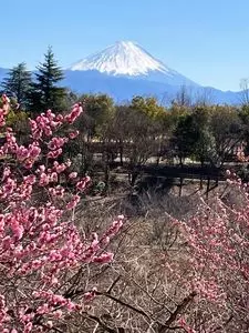 梅の里（山梨県甲斐市）