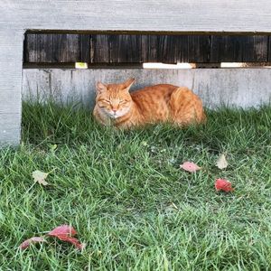 半田運河・蔵の街 8枚目