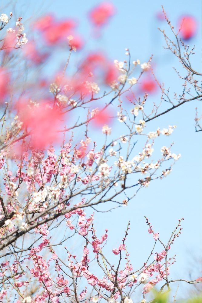 nicoさんが投稿したフグレン 羽根木公園（FUGLEN）に関する口コミの画像