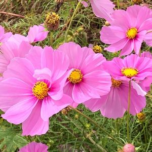 蓮田市駒崎コスモス畑