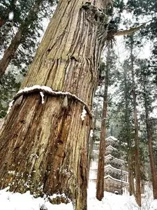 羽黒山五重塔