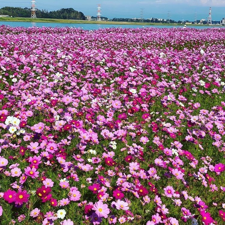 surumeさんが投稿した遠賀川中の島のコスモスに関する口コミの画像