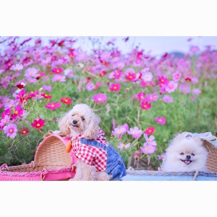 satomi24の画像