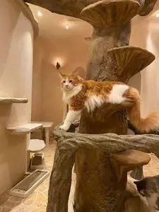 キャットカフェ てまりのおしろ（Cat Cafe てまりのおしろ）