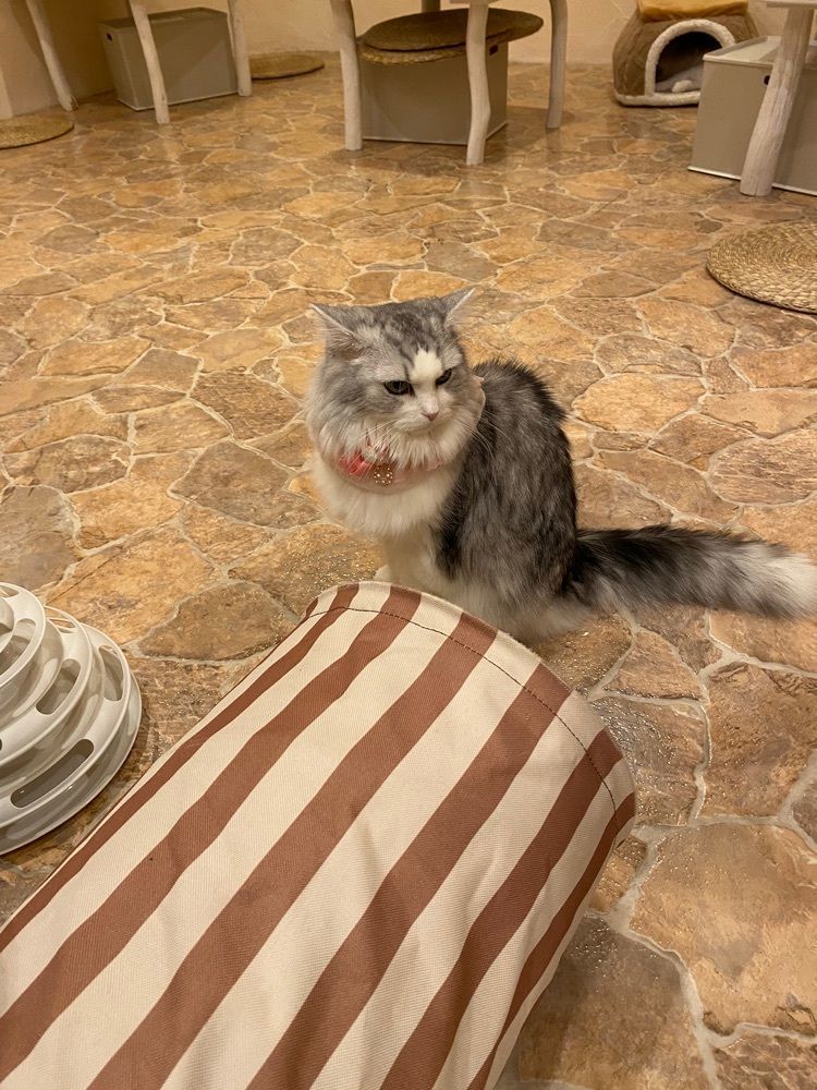 けんけんさんが投稿したキャットカフェ てまりのおしろ（Cat Cafe てまりのおしろ）に関する口コミの画像