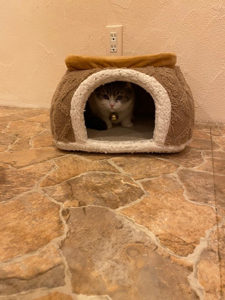 けんけんさんが投稿したキャットカフェ てまりのおしろ（Cat Cafe てまりのおしろ）に関する口コミの画像