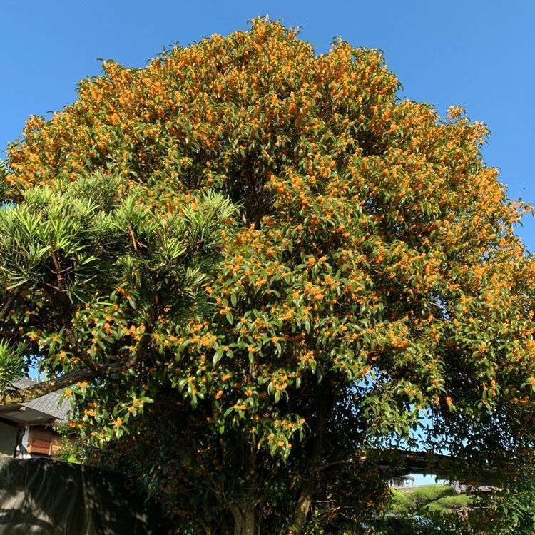 blossom&C7の画像