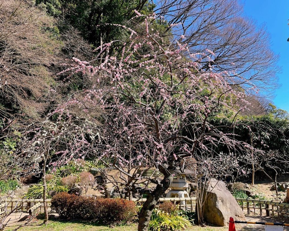 active34さんが投稿した根岸なつかし公園 旧柳下邸に関する口コミの画像