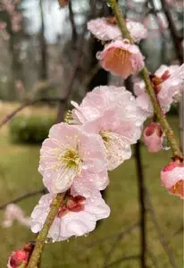 縮景園のウメ