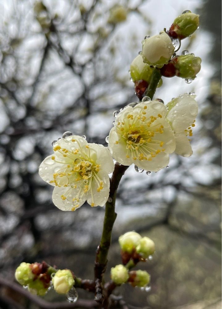 みーなさんが投稿した縮景園のウメに関する口コミの画像
