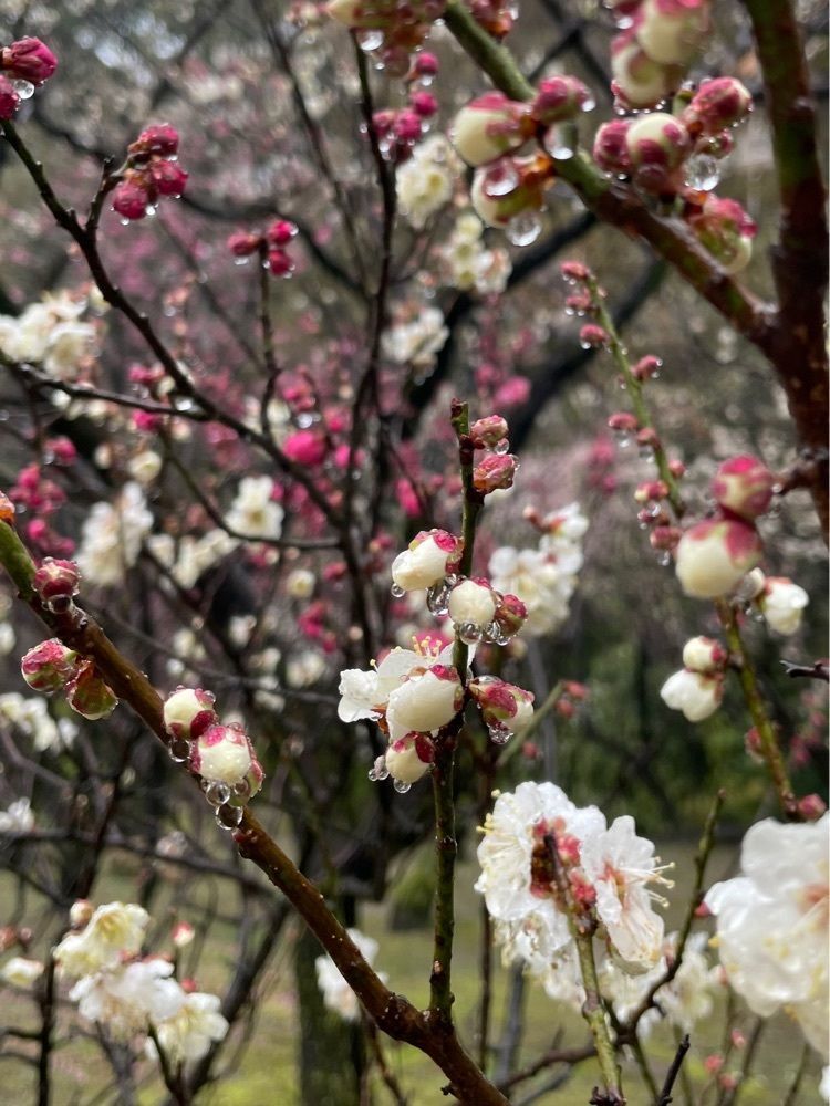 みーなさんが投稿した縮景園のウメに関する口コミの画像