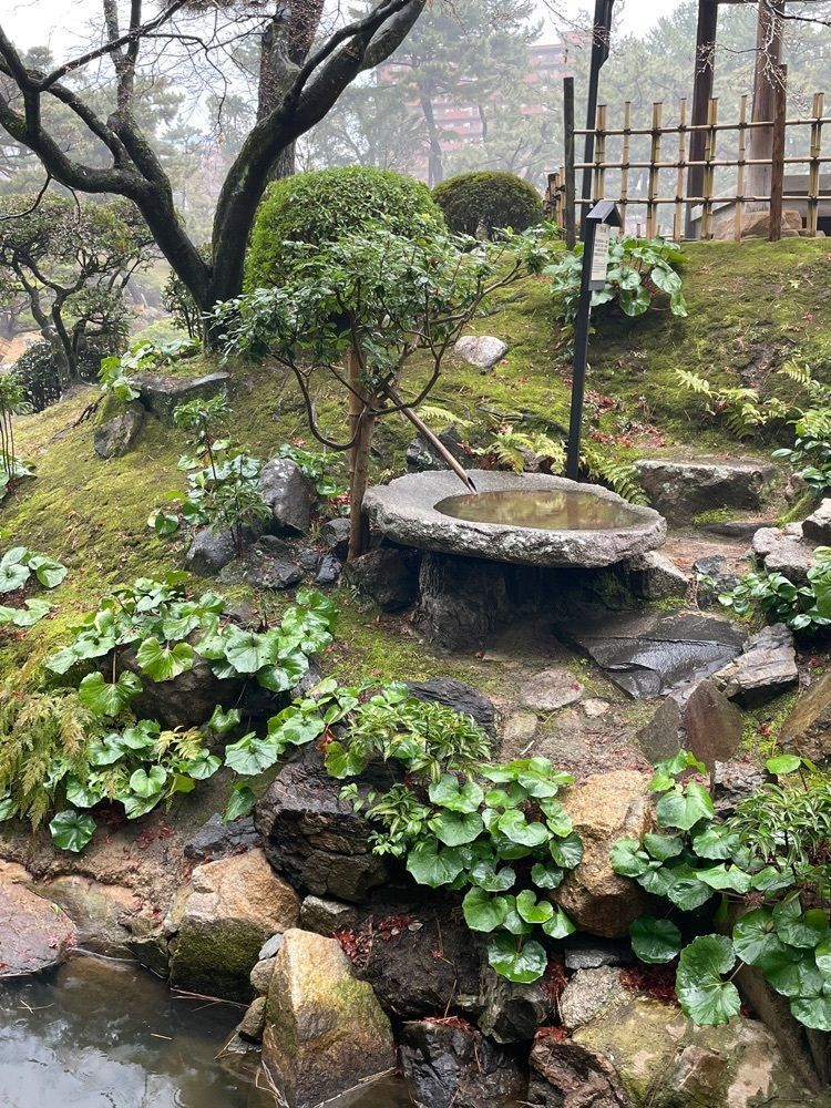 みーなさんが投稿した縮景園のウメに関する口コミの画像
