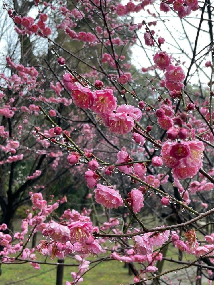 みーなさんが投稿した縮景園のウメに関する口コミの画像