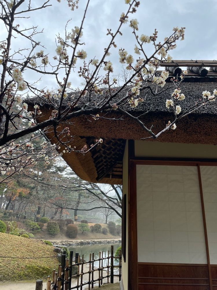 みーなさんが投稿した縮景園のウメに関する口コミの画像