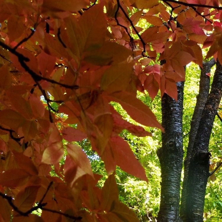 ひぃさんが投稿した北海道大学植物園に関する口コミの画像