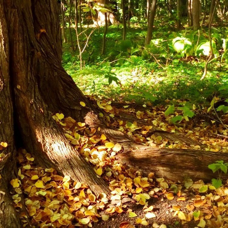 ひぃさんが投稿した北海道大学植物園に関する口コミの画像