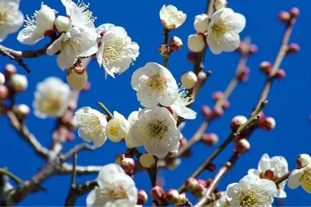 町田薬師池公園四季彩の杜 薬師池(薬師池公園)