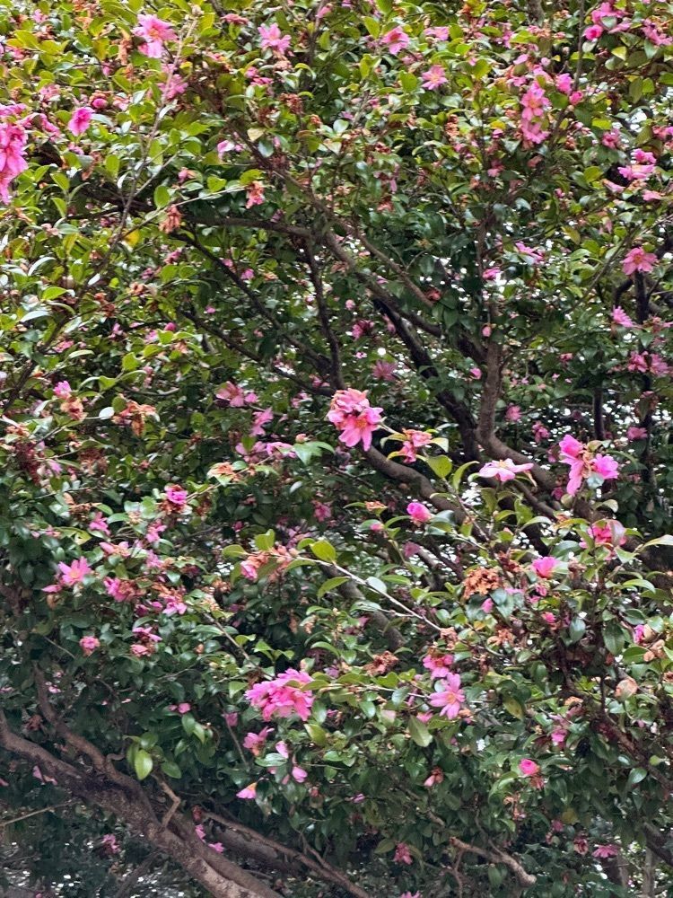 blossom&C7さんが投稿した棚倉孫神社に関する口コミの画像