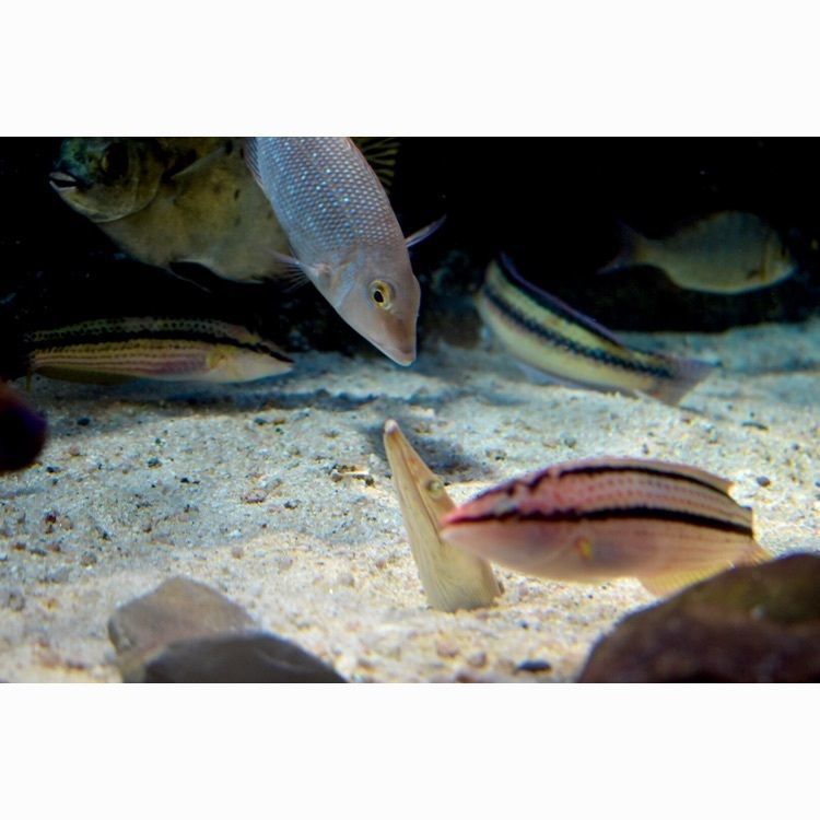 頼朝さんが投稿した宍道湖自然館ゴビウスに関する口コミの画像