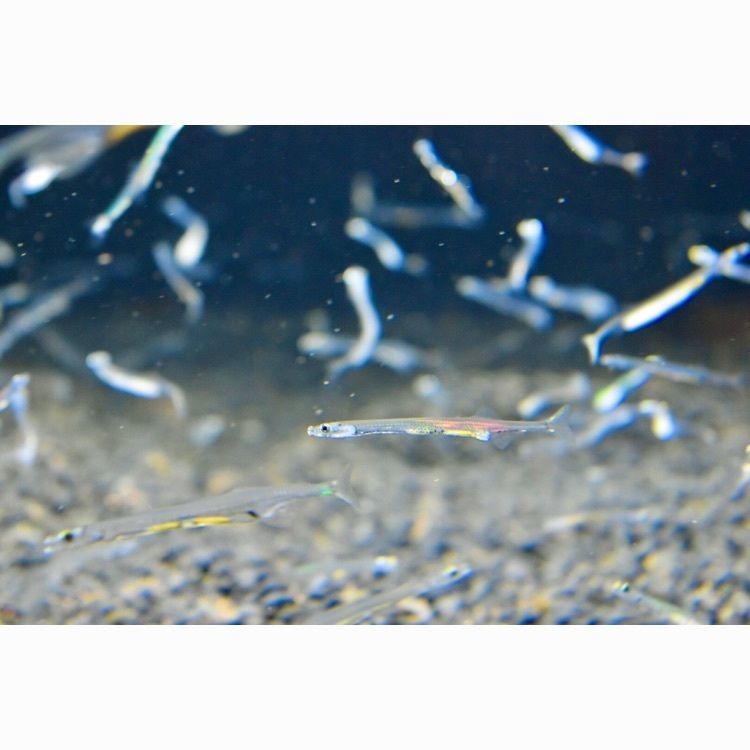 頼朝さんが投稿した宍道湖自然館ゴビウスに関する口コミの画像