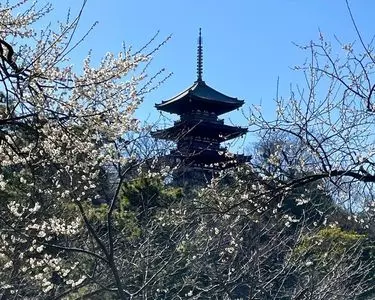 三溪園の梅