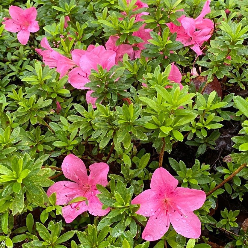 ちょうさんが投稿した花園中央公園に関する口コミの画像