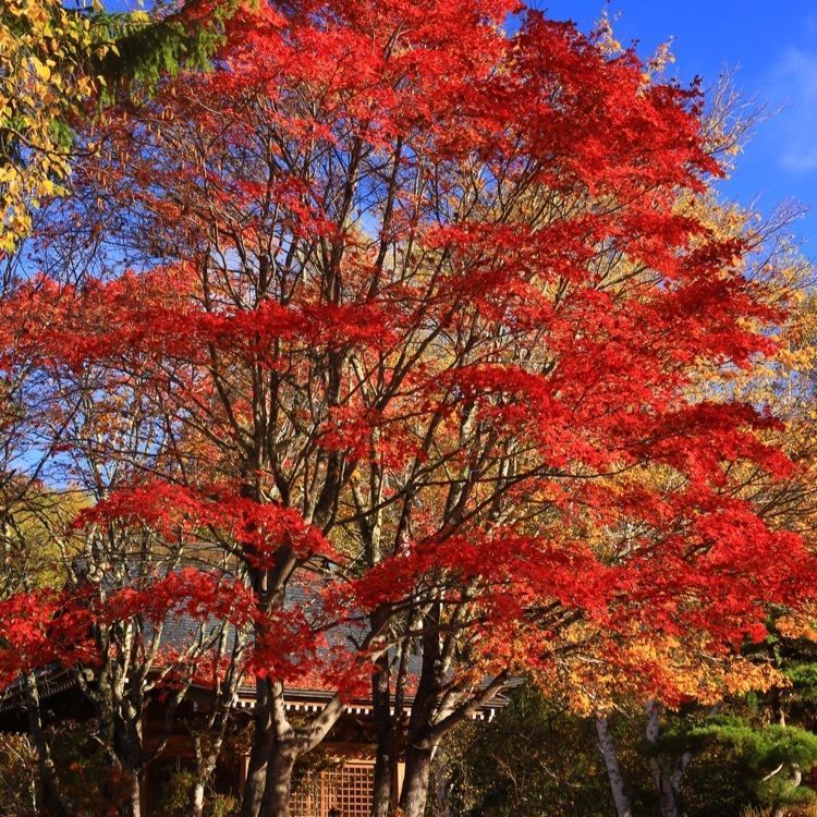 なかさんさんさんが投稿した横谷峡（横谷渓谷）に関する口コミの画像