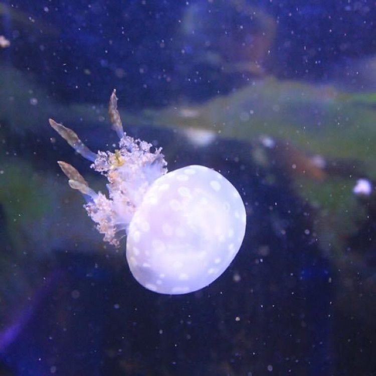ＤＪゴン太さんが投稿した越前松島水族館 展望レストランに関する口コミの画像