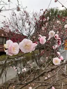 不老園の梅