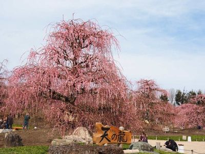 鈴鹿の森庭園(しだれ梅まつり) 1枚目