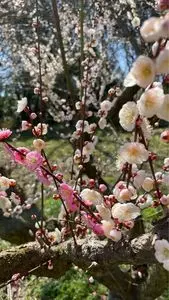 広田梅林ふれあい公園