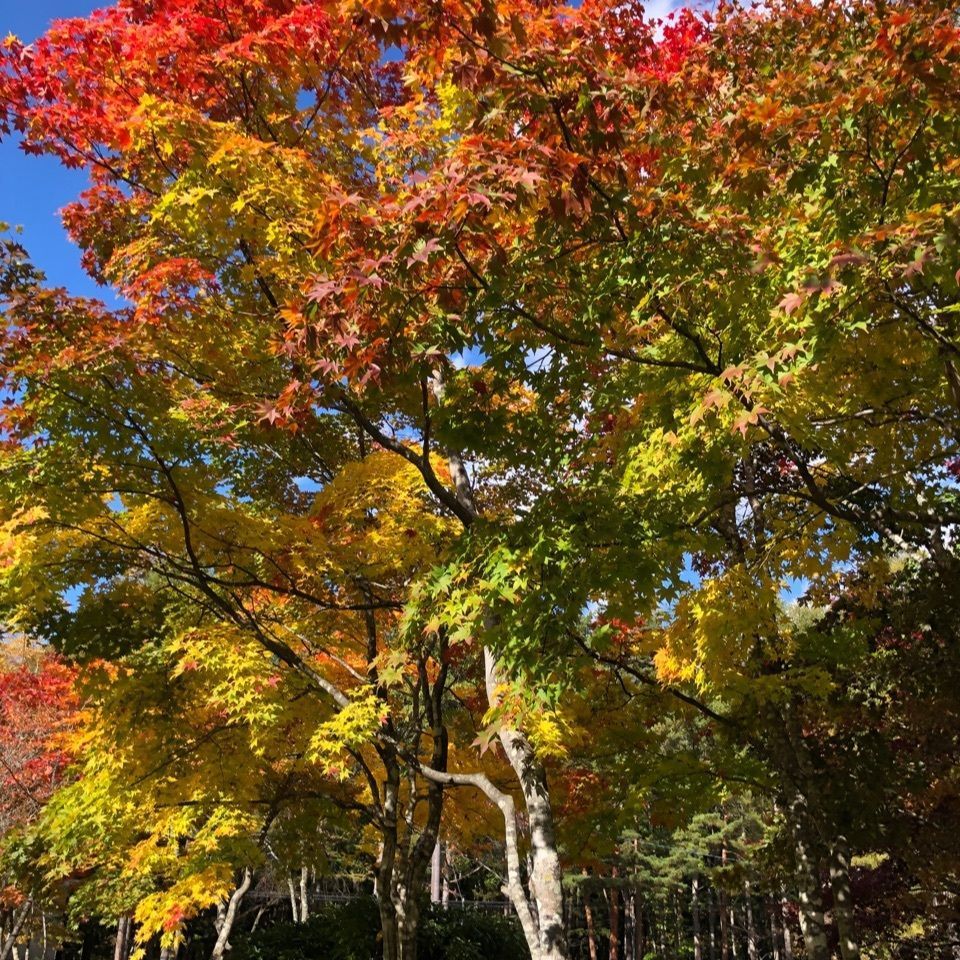 jun.kubotaさんが投稿した日向山高原に関する口コミの画像