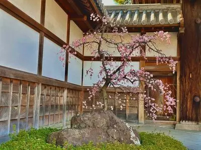 相楽園