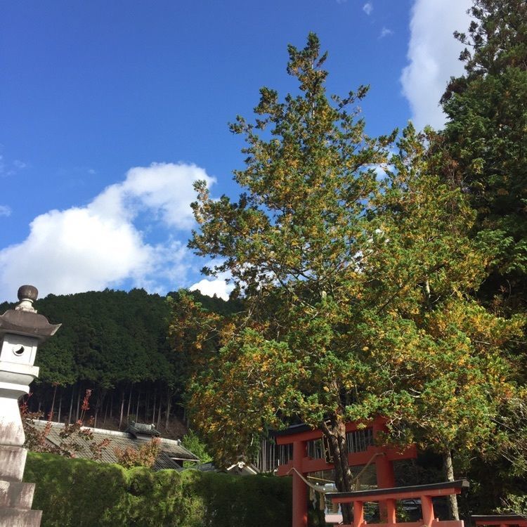 satomi.iwさんが投稿した大峯本宮 天河大辨天社に関する口コミの画像