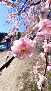 宝登山ロープウェイ
