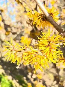 宝登山梅百花園