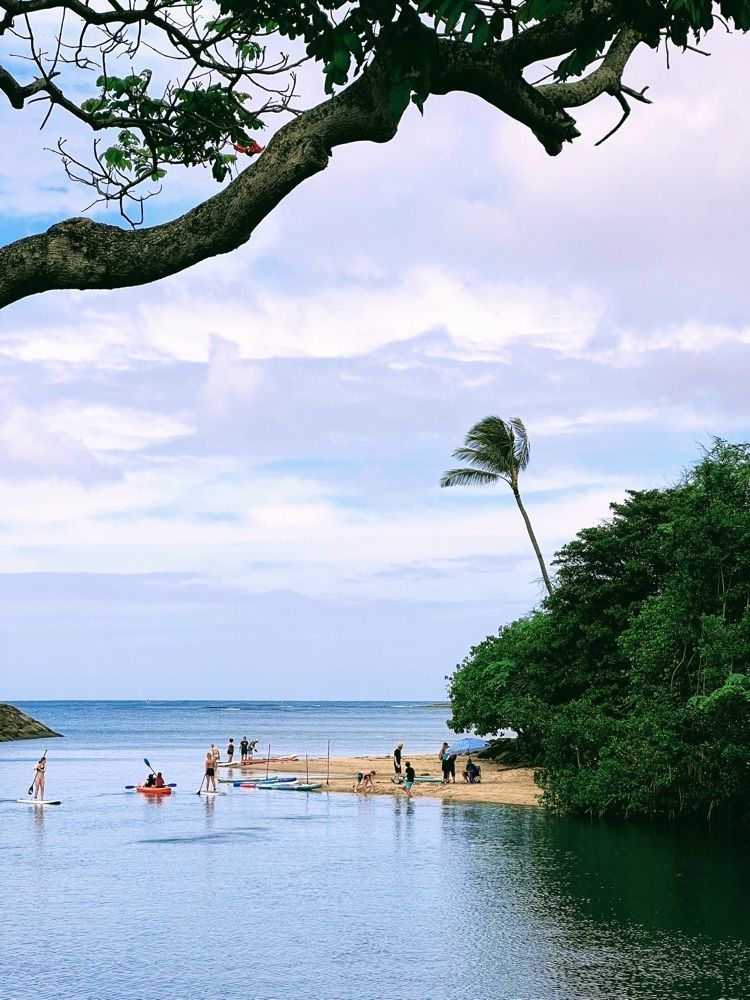 miwaさんが投稿したHaleiwa Bowlsに関する口コミの画像